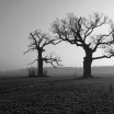 img_0062a_20100116_1745797533