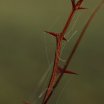 img_7732_20091121_1388320278
