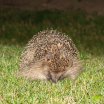 jez_20091123_2080335724
