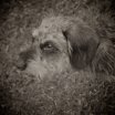 boule_mecz_1_2014_33