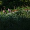 IMG_1345