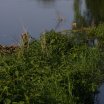 IMG_1350
